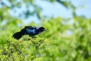 Boat-tailed Grackle