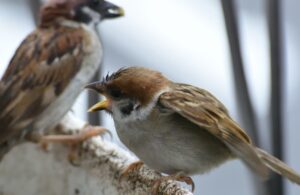 Is there such thing as bird 'music'?