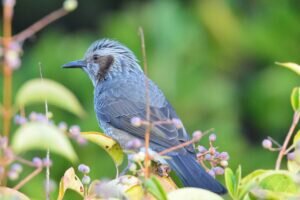 How birds listen in the wild?