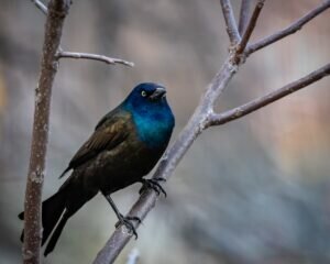 Common Grackle