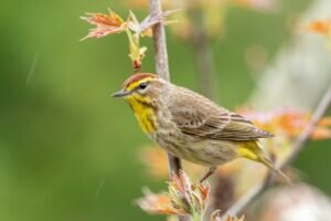 Palm Warbler