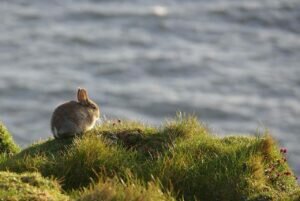 Rabbit Symbolism in the East