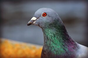 What do pigeons eat in winter?