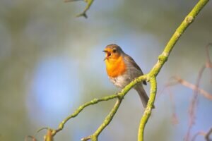 Why do birds sing?