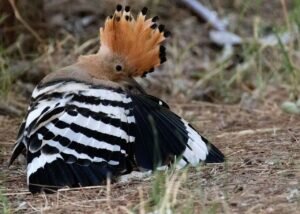 How does a Hoopoe Bird breed?