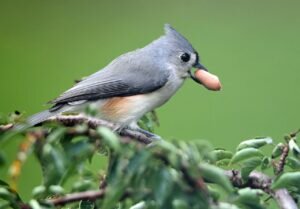 Tufted Titmouse