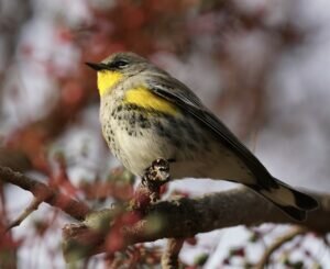 Yellow-rumped Warbler