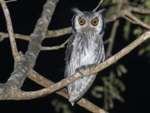 Coruja de cara branca do sul