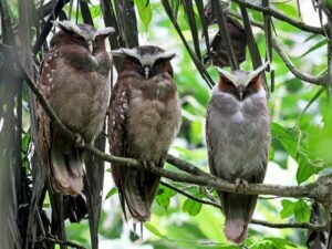 Crested Owl