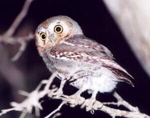 Elf Owl