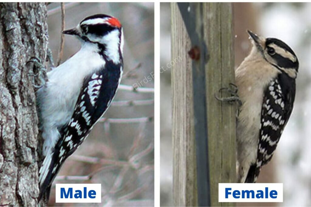 Male Vs Female Woodpeckers Difference With Pictures Birds Fact