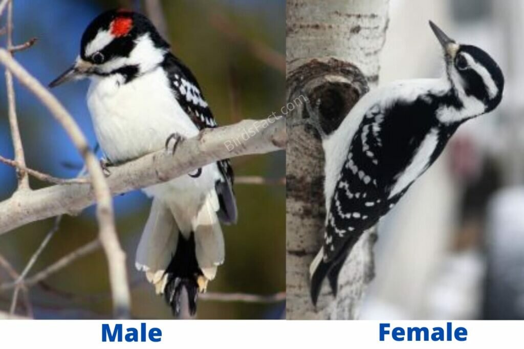 Male vs Female Woodpeckers: Difference with Pictures - Birds Fact