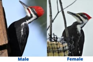 Pileated Woodpecker Male vs Female