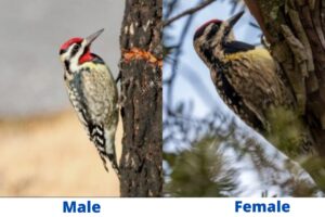 Yellow-bellied Sapsucker Male vs Female