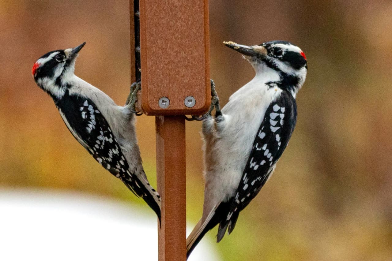 You are currently viewing Male vs Female Woodpeckers: Difference with Pictures