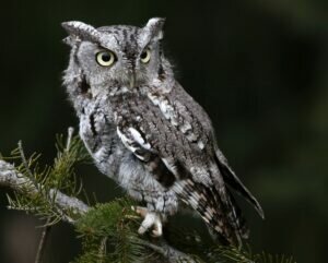 Eastern Screech Owl