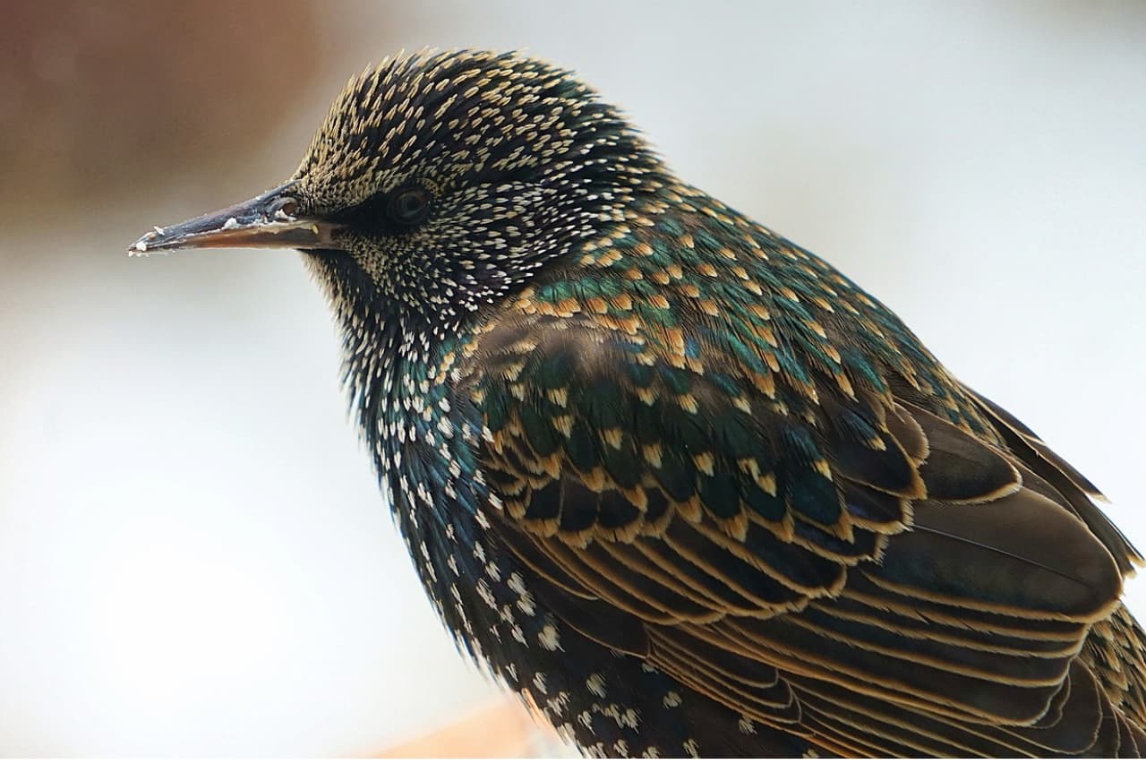 Read more about the article How to tell the difference between Grackle and Starling