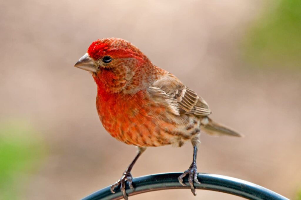 Red Birds in Florida Identification Guide
