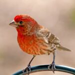 Red Birds in Florida Identification Guide