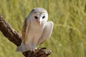 Barn Owl