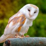 Top 15 Cute Owls in the World
