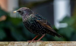 Differences Between Grackles and Starlings