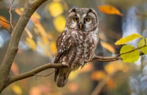 Boreal Owl