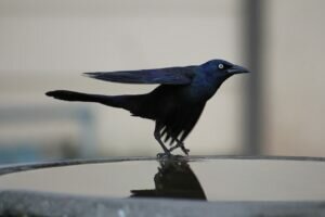 Grackle