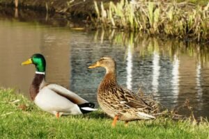 What is a couple of ducks called?