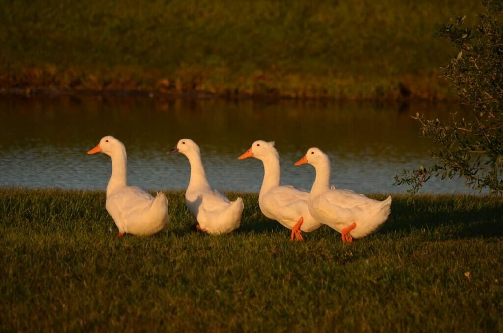 What is Group of Ducks Called? (Popular Name List) - Birds Fact