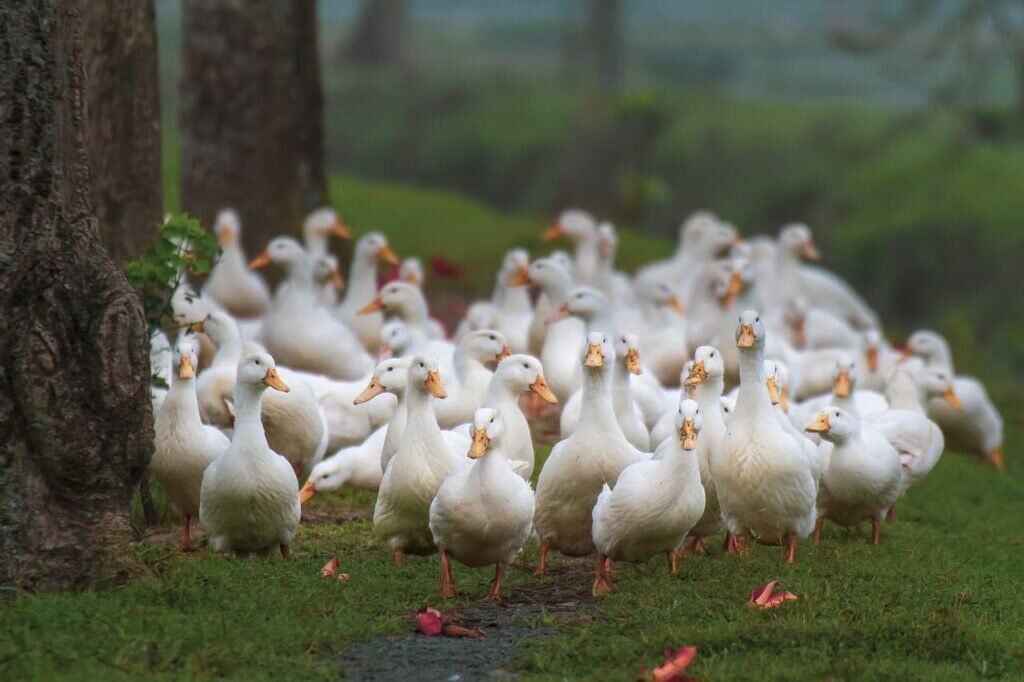 what-is-group-of-ducks-called-popular-name-list-birds-fact