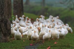 What is group of Ducks Called?