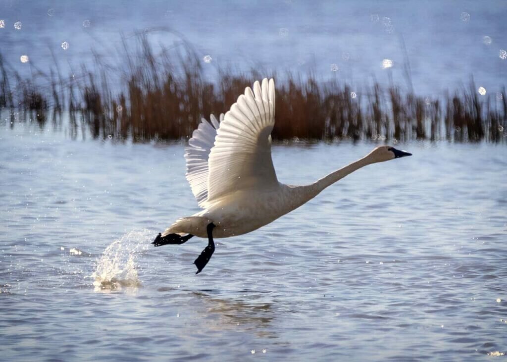 Top 11 Largest Flying Birds in the World - Birds Fact