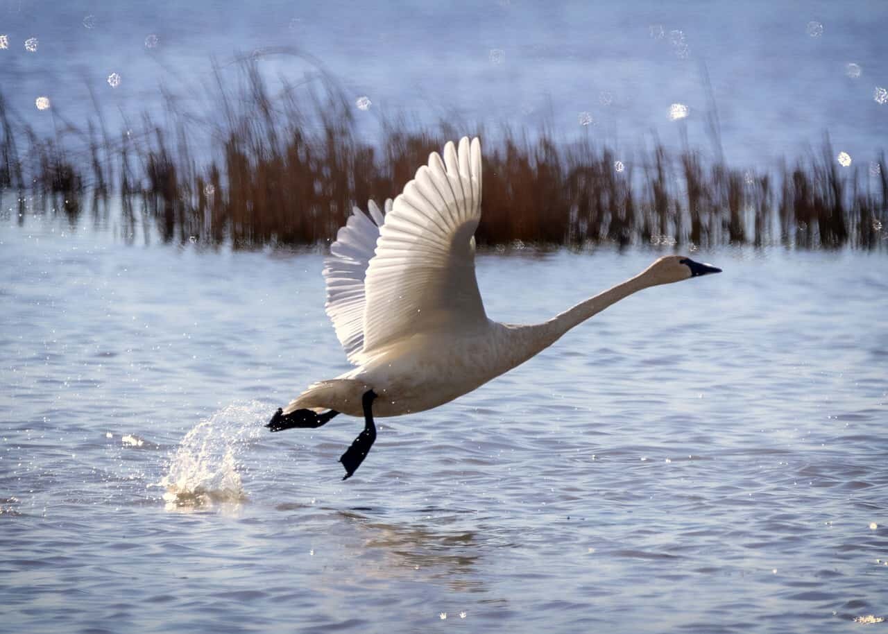 Top 11 Largest Flying Birds in the World - Birds Fact