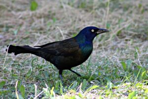 Differences Between Grackles and Starlings