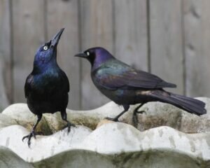 Common Grackle