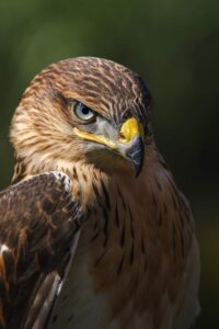 What is a Group of Hawks called?