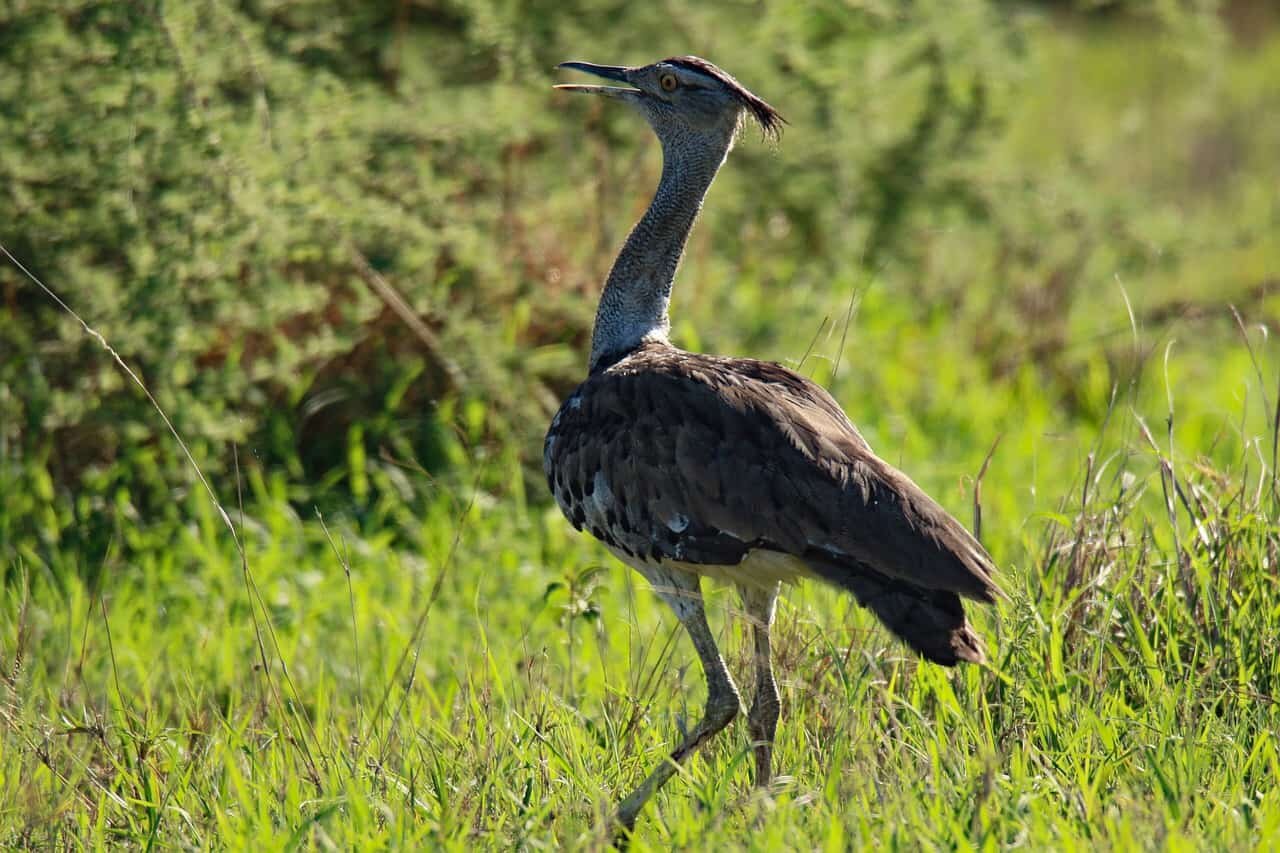 Top 11 Largest Flying Birds In The World Birds Fact 6132