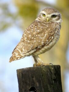 Burrowing Owl