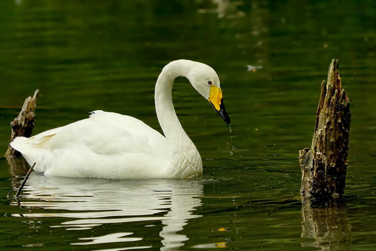 Top 11 Largest Flying Birds In The World Birds Fact 9188