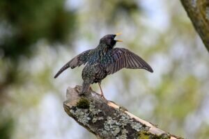 Starling