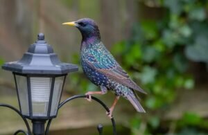 European Starling