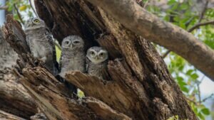 Spotted Owlet