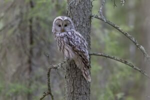 Ural Owl