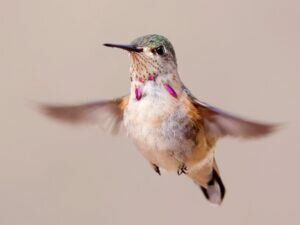 Calliope Hummingbird