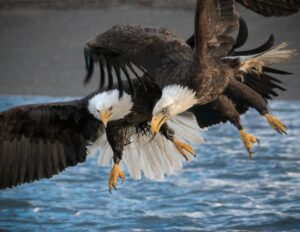 What is a gathering of Bald Eagles called?