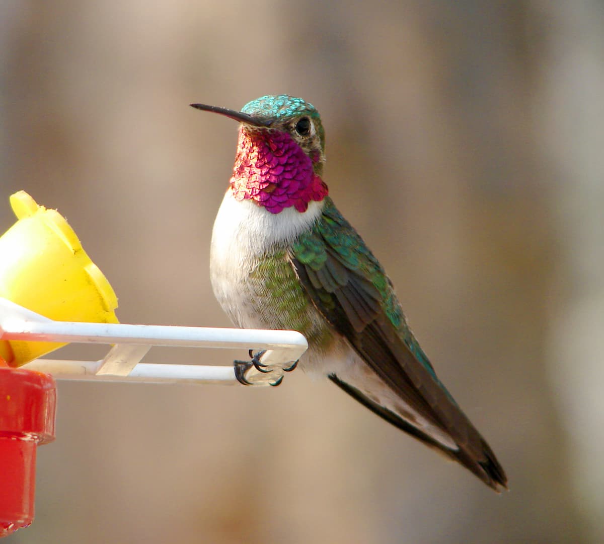 Hummingbirds New Jersey Identification Guide Birds Fact