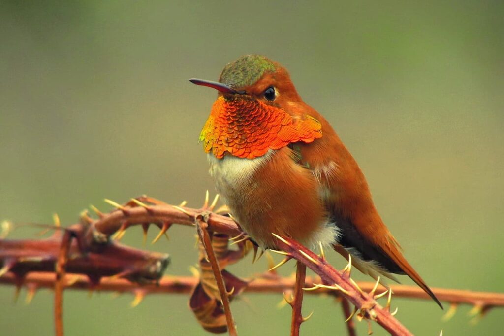 Hummingbirds New Jersey: Identification Guide