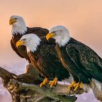 What is A Group of Eagles called? (Complete List)