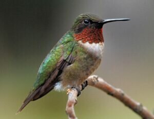 Hummingbirds of New Jersey